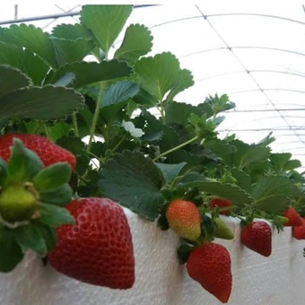 Atibaia: circuito das frutas, gastronomia e história local